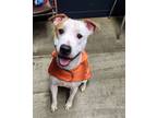 Adopt Bangle a Pit Bull Terrier
