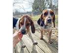 Adopt Abel & Caine a Beagle