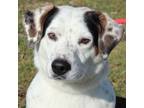 Adopt Clancy a Beagle, Australian Cattle Dog / Blue Heeler