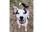 Adopt Ringo a Pit Bull Terrier