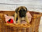Adopt Zeke a Boxer, German Shepherd Dog