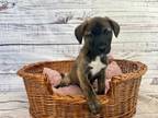 Adopt Bernie a Boxer, German Shepherd Dog