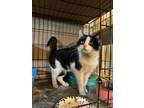 Adopt Hunter a Domestic Short Hair