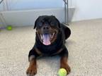 Adopt Blue a Rottweiler