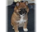 Shiba Inu Puppy for sale in Berlin Heights, OH, USA