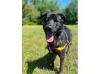 Adopt Lyle a Labrador Retriever, Shepherd