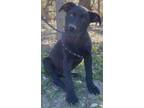 Adopt Edward a German Shepherd Dog, Australian Cattle Dog / Blue Heeler