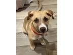 Adopt KASH a American Staffordshire Terrier