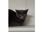 Adopt Luke a Domestic Short Hair