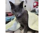 Adopt Smokey a Russian Blue