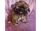 Shih Tzu Puppy for sale in Arlington, WA, USA