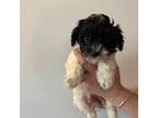 Mutt Puppy for sale in Dayville, CT, USA