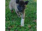 Akita Puppy for sale in Purcell, OK, USA