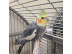 Adopt Tony a Cockatiel