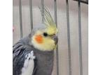 Adopt Alphie a Cockatiel