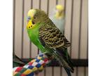 Adopt Man Ray a Budgie / Budgerigar