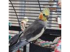 Adopt Jeri a Cockatiel