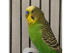 Adopt Jones a Budgie / Budgerigar