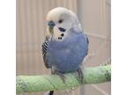 Adopt Patrick a Budgie / Budgerigar