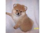 Pomeranian Puppy for sale in Newport, TN, USA