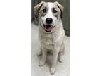 Adopt Isaac a Anatolian Shepherd, Great Pyrenees