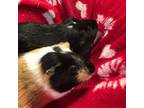 Adopt Chip & Dale *BONDED PAIR* a Guinea Pig