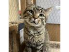 Adopt Fred a Domestic Short Hair