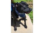 Adopt Arnold a American Staffordshire Terrier