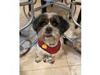 Adopt Tommy Bahamas a Shih Tzu