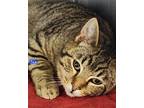 Adopt Jax 21C-0302 a Domestic Short Hair