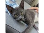 Adopt Asher a Domestic Short Hair