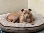 Adopt Rocco a Pit Bull Terrier