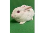 Adopt Edward a Bunny Rabbit