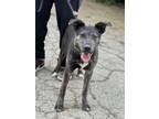 Adopt Pete a Shepherd, Pointer