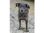 Adopt Fritzy a Shepherd, Pointer