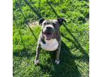 Adopt Remi a Staffordshire Bull Terrier