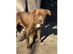 Adopt Jimmy a Boxer, Labrador Retriever