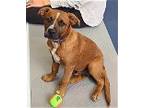 Adopt Wyatt a Boxer, Basset Hound