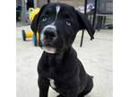 Adopt Bax a Labrador Retriever, Husky