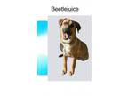 Adopt Beetlejuice a Black Mouth Cur