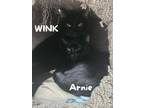 Adopt Arnie and Wink a Domestic Short Hair