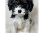 Cavapoo Puppy for sale in Waynesboro, MS, USA