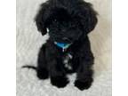 Cavapoo Puppy for sale in Waynesboro, MS, USA