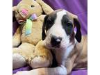 Great Dane Puppy for sale in Crystal River, FL, USA