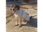 Adopt Scatter a English Coonhound