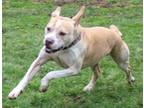 Adopt Pinto a Pit Bull Terrier