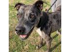 Adopt Lucious a Catahoula Leopard Dog