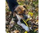 Adopt Hawkeye a Beagle, American Foxhound
