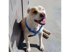 Adopt Loverboy a Pit Bull Terrier
