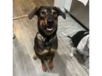 Adopt Garbanzo a Doberman Pinscher, Mixed Breed